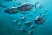World Tuna Day – May 2nd Close-up of a tuna fish in clear blue water - World Tuna Day
