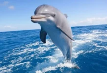 National Dolphin Day: Celebrating Marine Intelligence and Conservation A dolphin leaping joyfully from the ocean under the sun