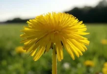 National Dandelion Day (April 5th) A vibrant dandelion field, showcasing the bright yellow flowers in full bloom